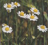 JT Kräuter Kamille.jpg